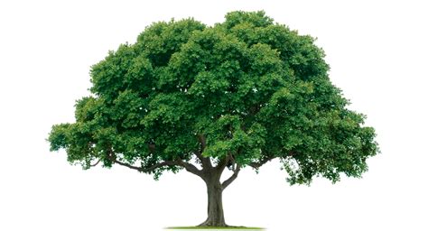 Tree PNGs for Free Download .
